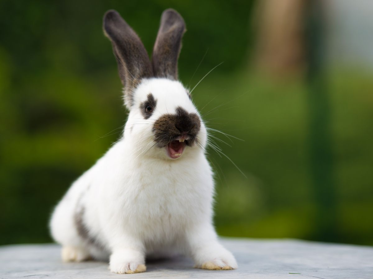 Why Is My Rabbit Aggressive? 10 Reasons