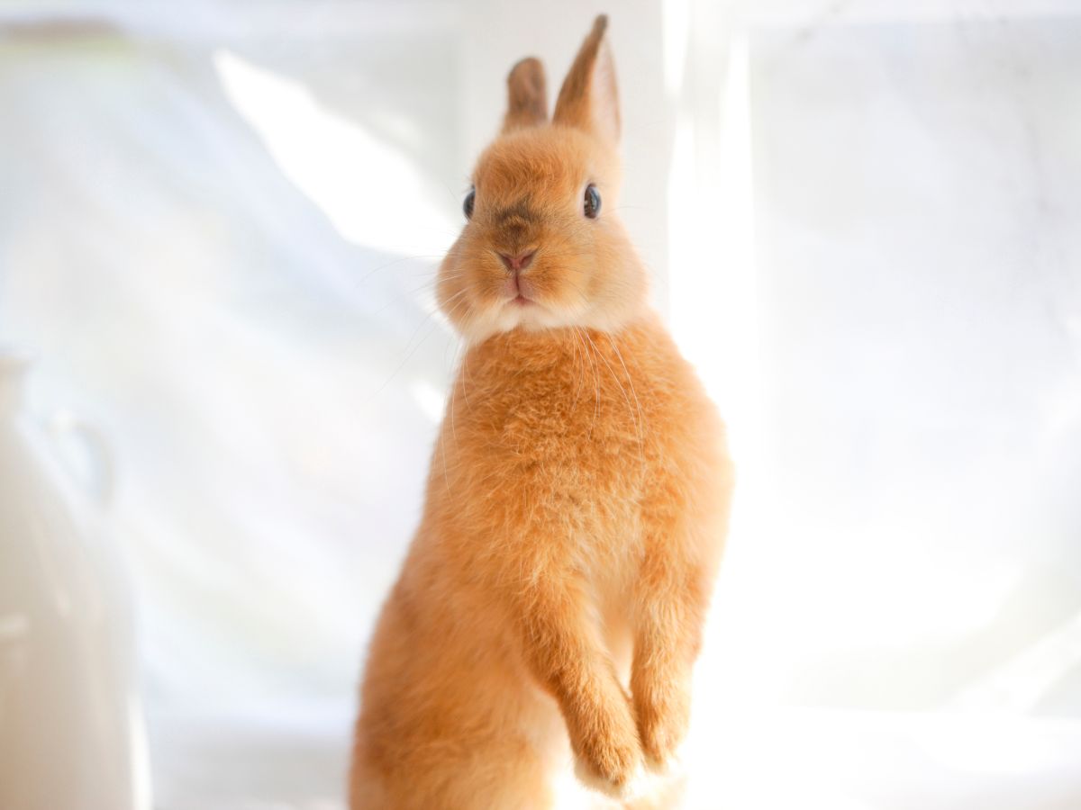 10 Signs Your Rabbit Is Happy