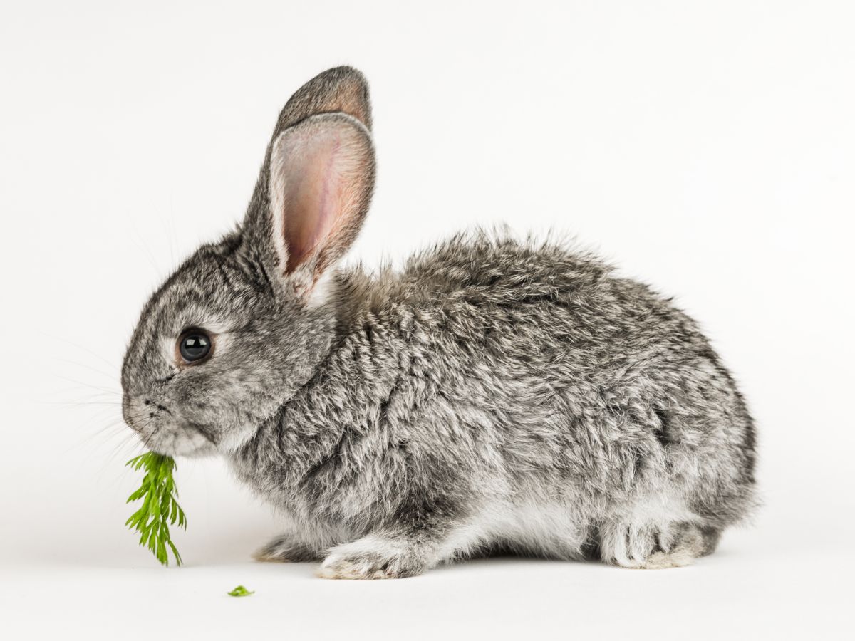 Best Snacks And Treats For Rabbits