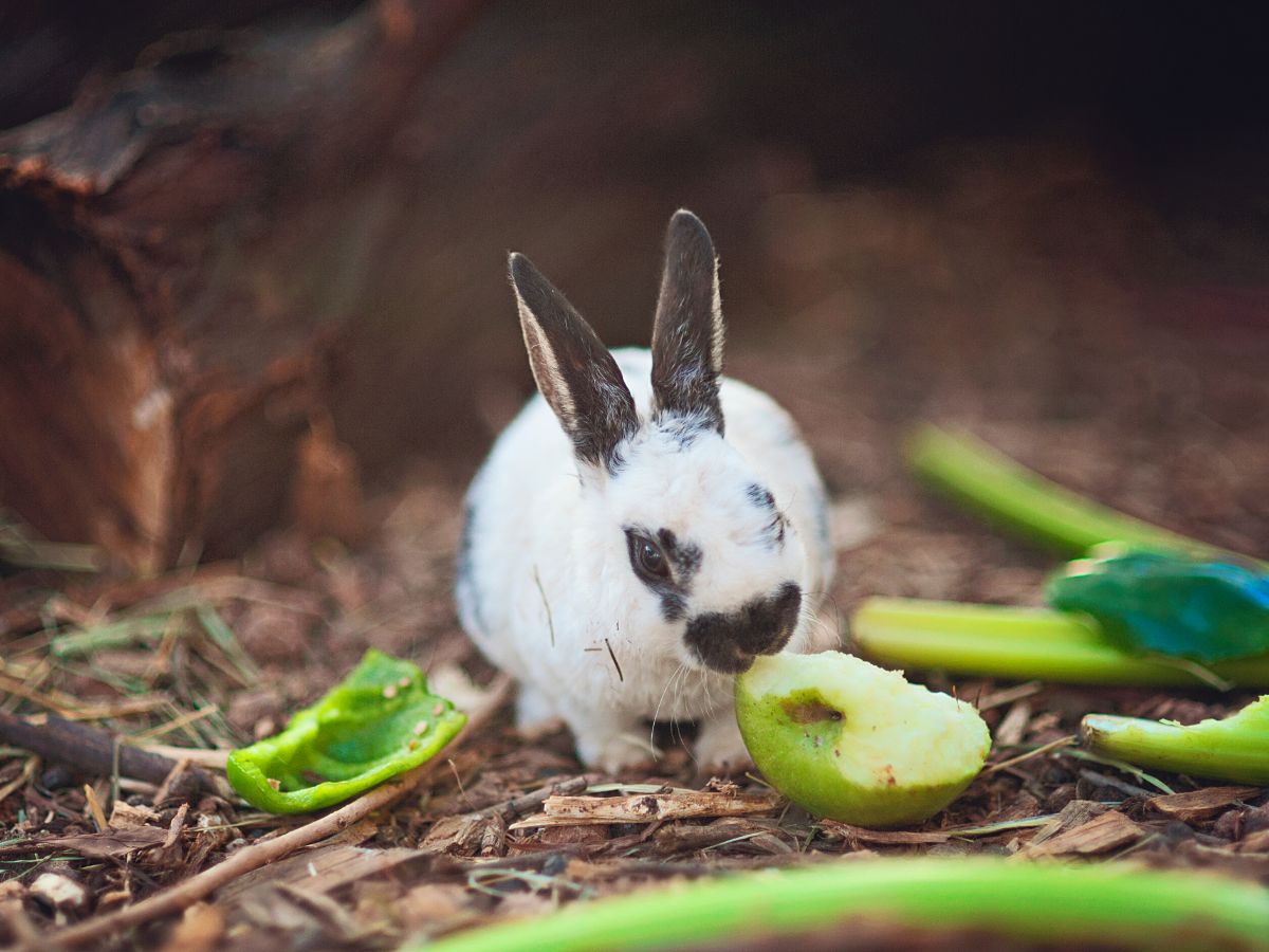 What Are The Best Foods To Feed Your Rabbit? (With List)