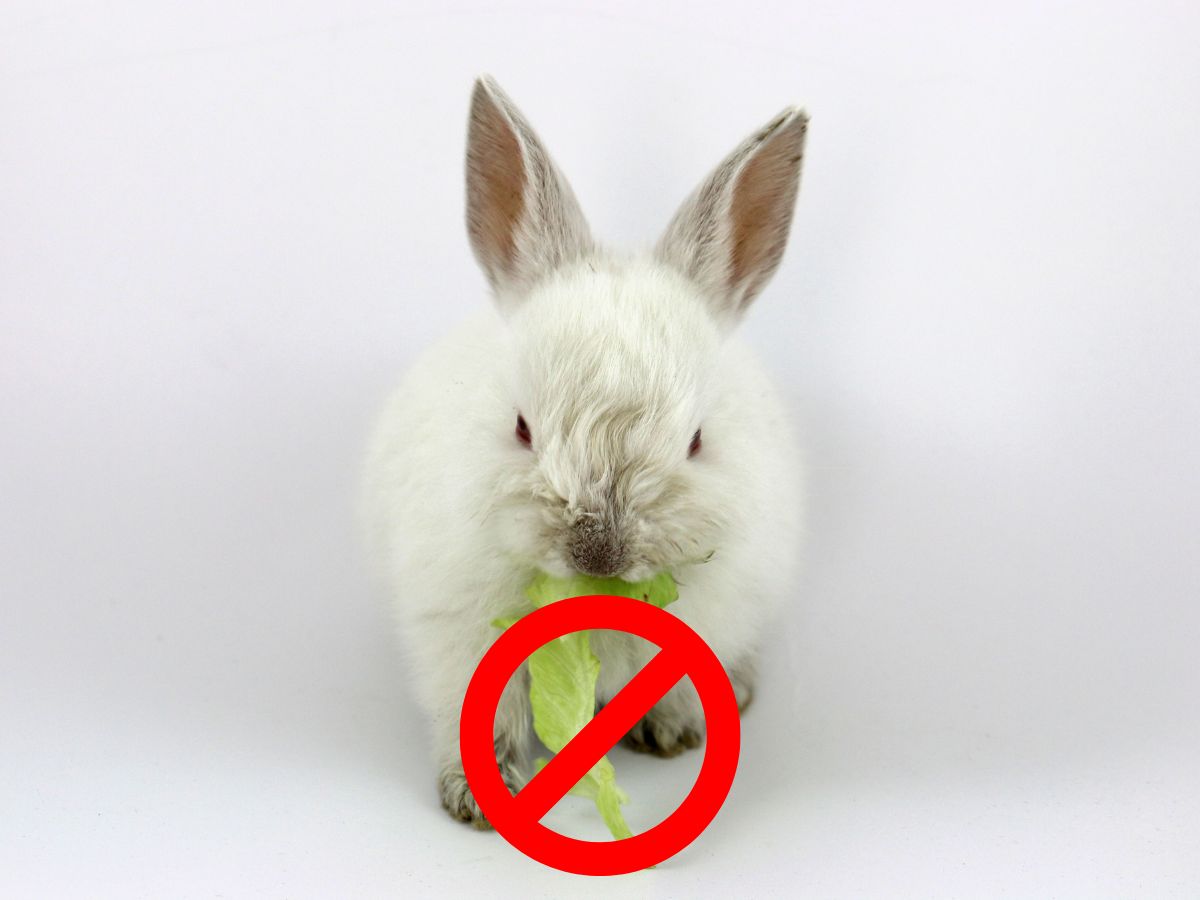 What Foods Are Toxic For Rabbits? 