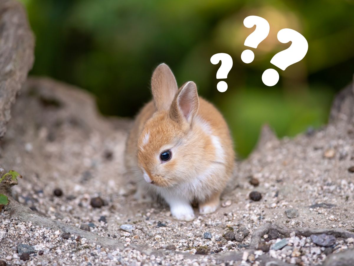 How to Understand Rabbit Body Language – The Complete Guide