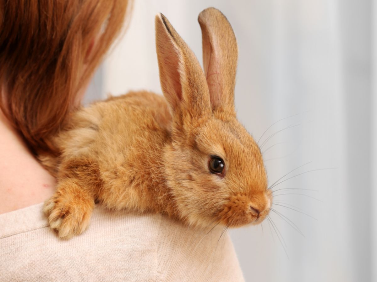 How To Bond With Your Rabbit – 5 Best Ways