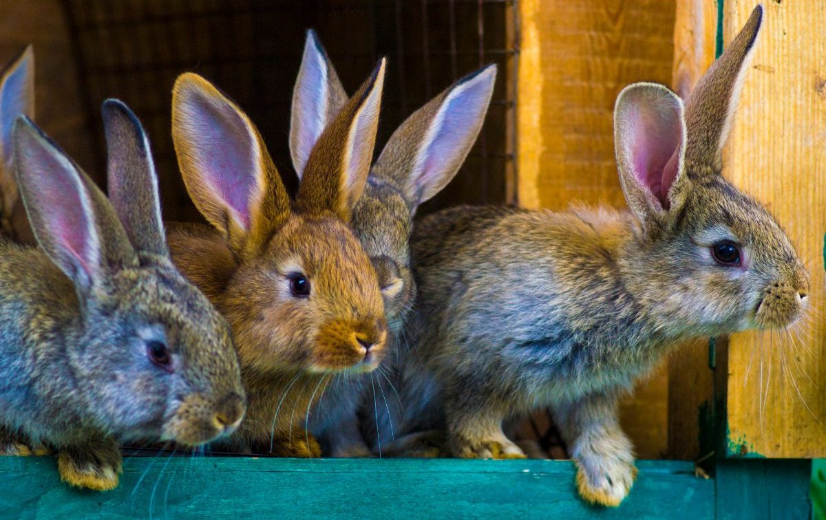 Should You Spay Or Neuter Your Rabbit? – Everything you need to know!