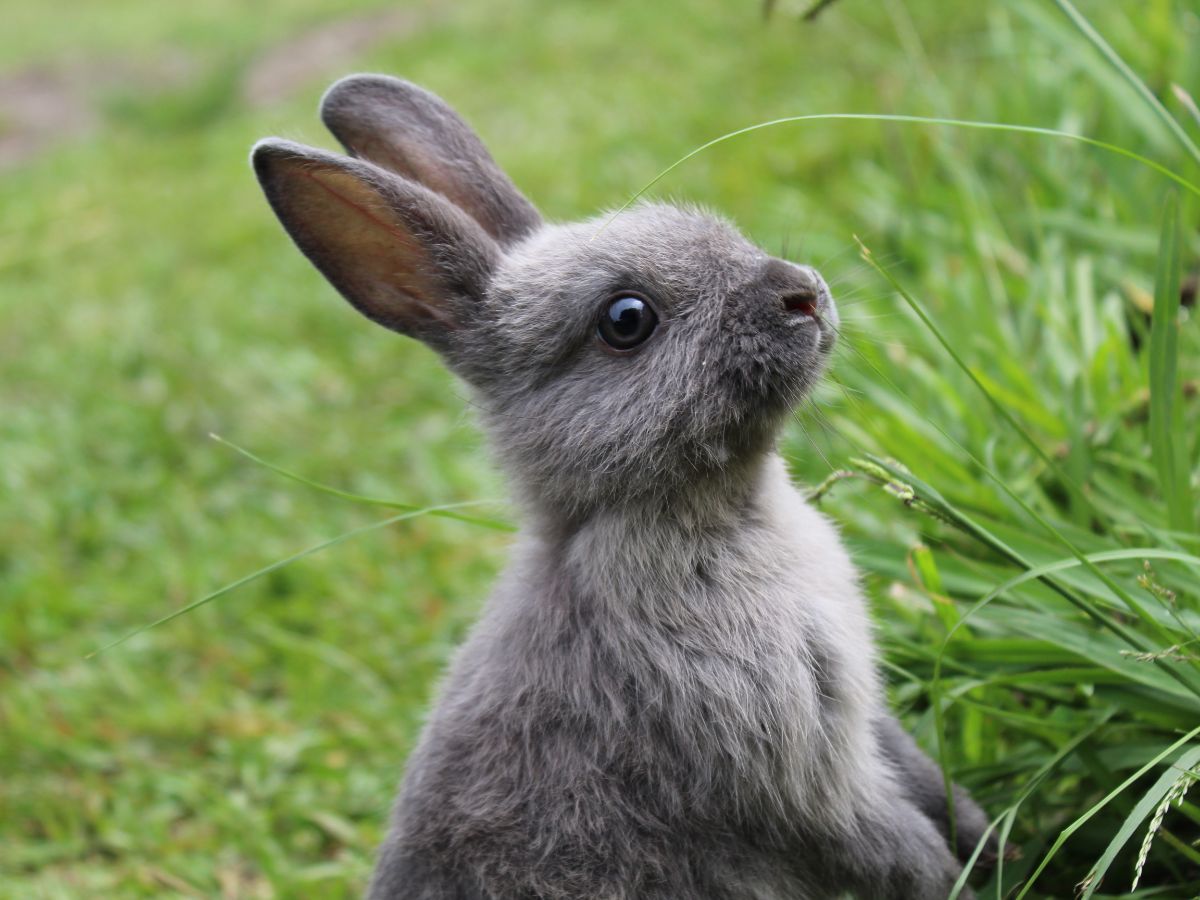 Why are Rabbits Perfect Pets? – 9 Reasons