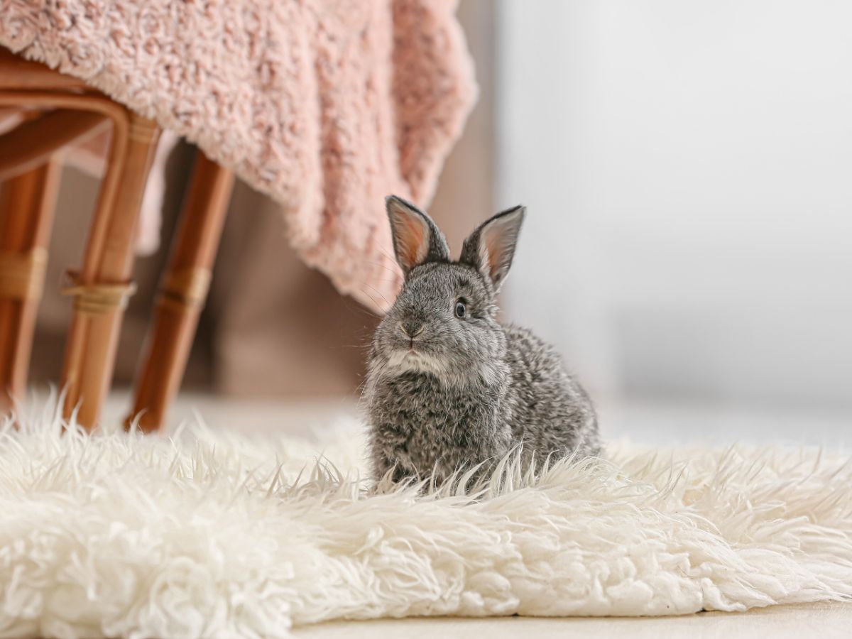 How To Bunny-Proof Your Home (For A Free-Roaming Rabbit)