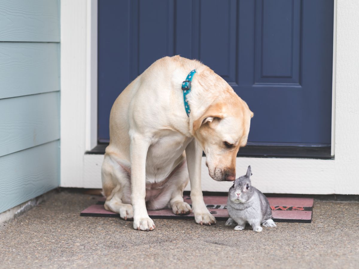 Do Rabbits And Dogs Get Along? – Best Way To Introduce Them