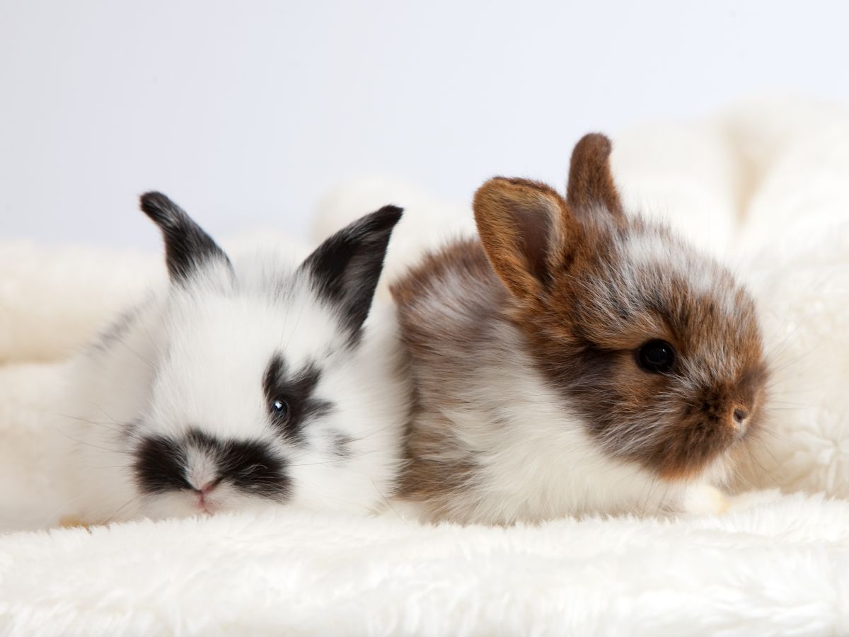 How Old Can Bunnies Get? – Rabbit Life Span