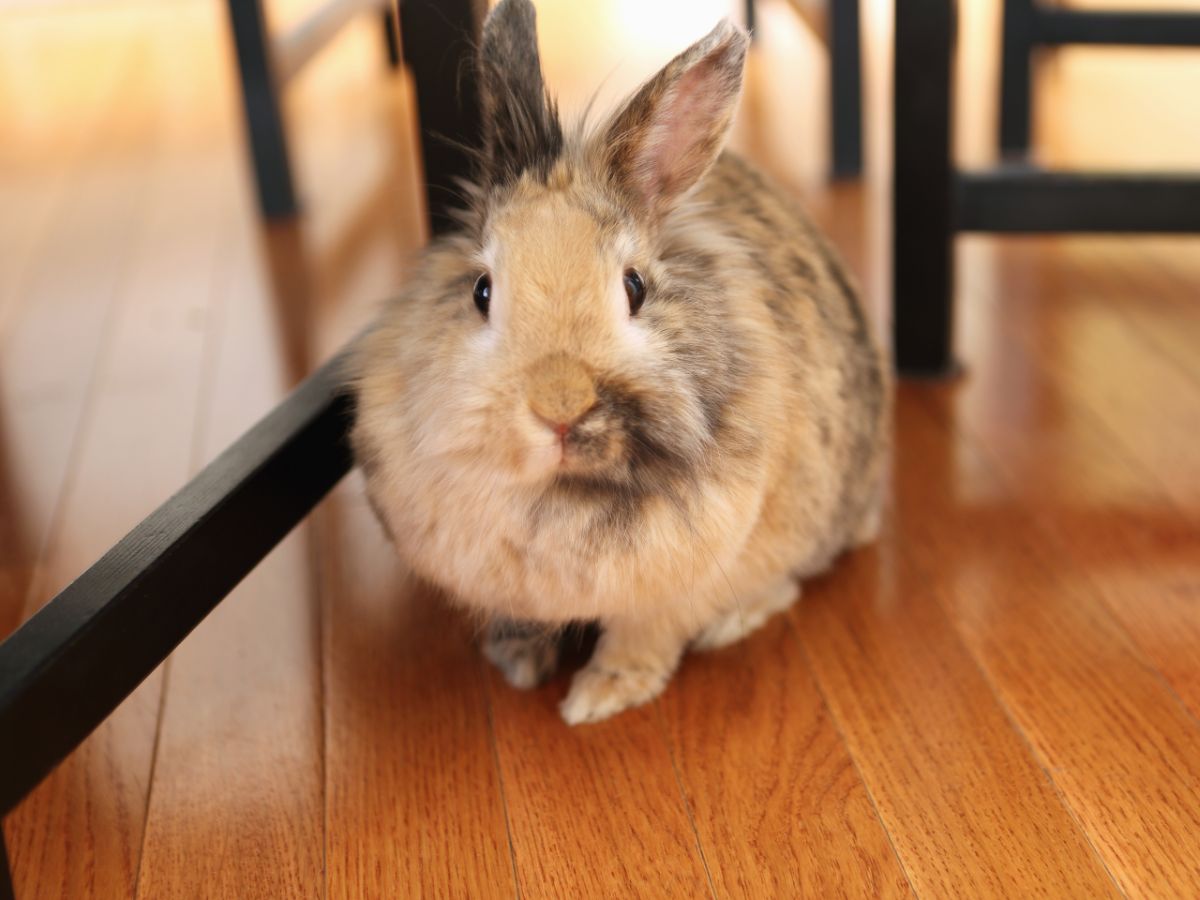 How To Keep A Free-Roaming Bunny – Pros And Cons