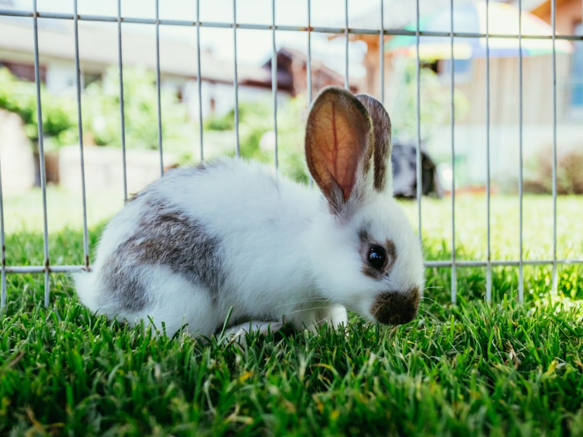 Keep Your Rabbit Indoor Or Outdoor? Pros And Cons
