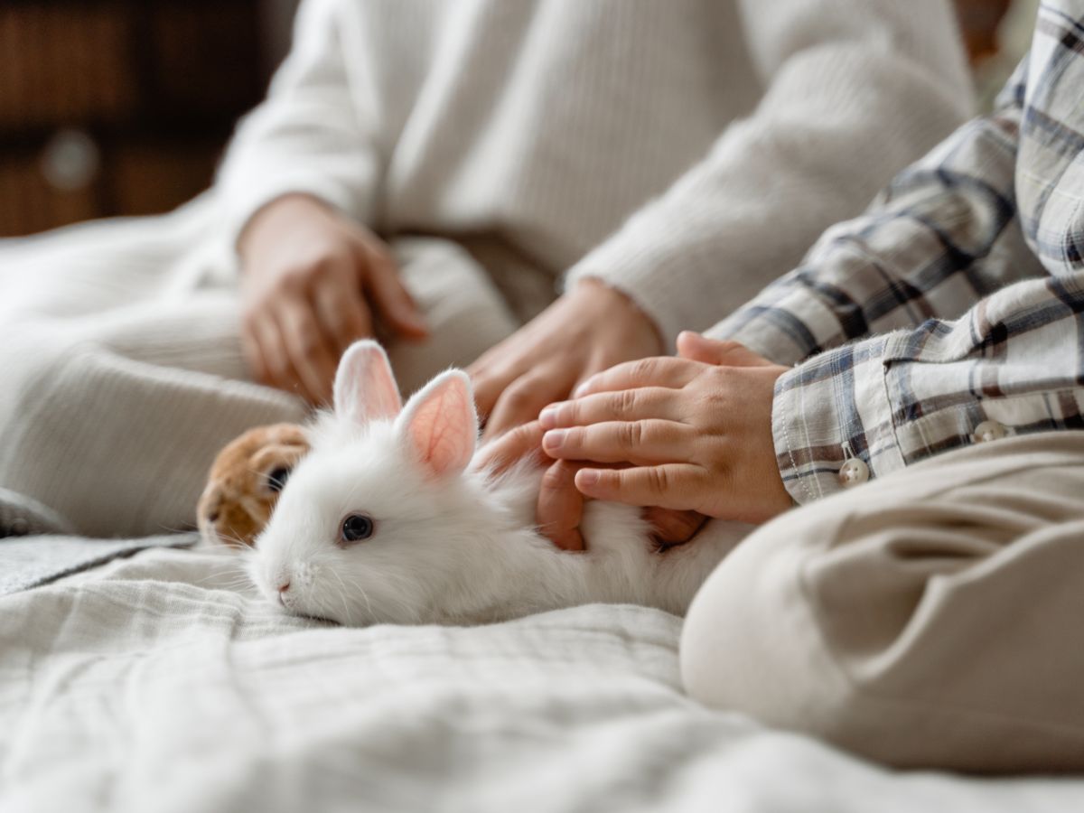 How Much Time Should You Spend With Your Rabbit Daily?
