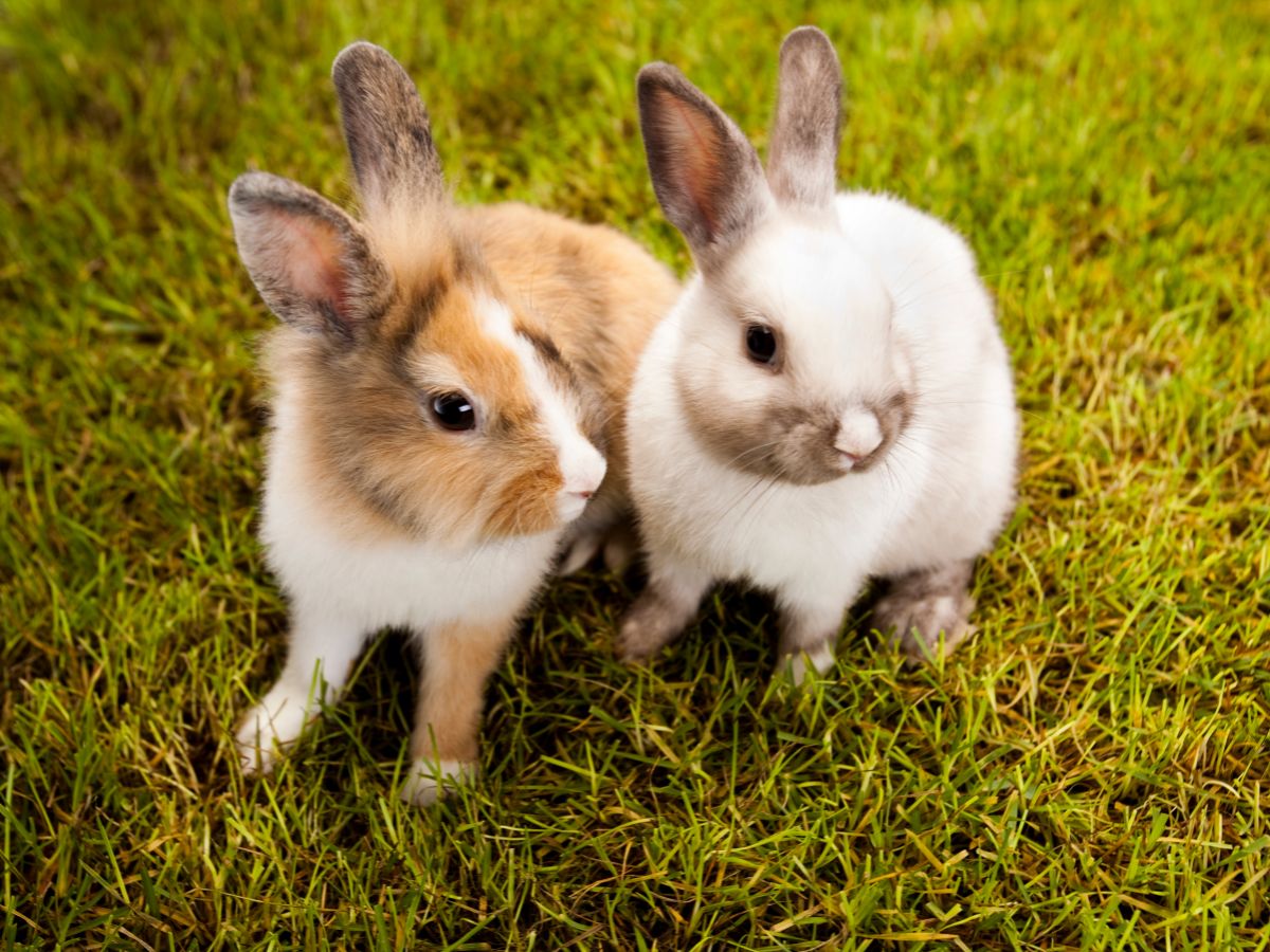 5 Most Common Mistakes When Keeping Rabbits