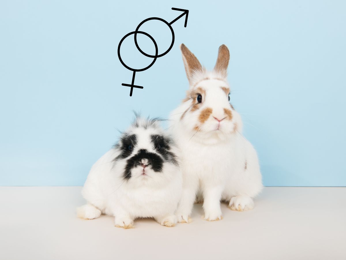 Should You Choose A Male Or Female Rabbit? – 7 Differences