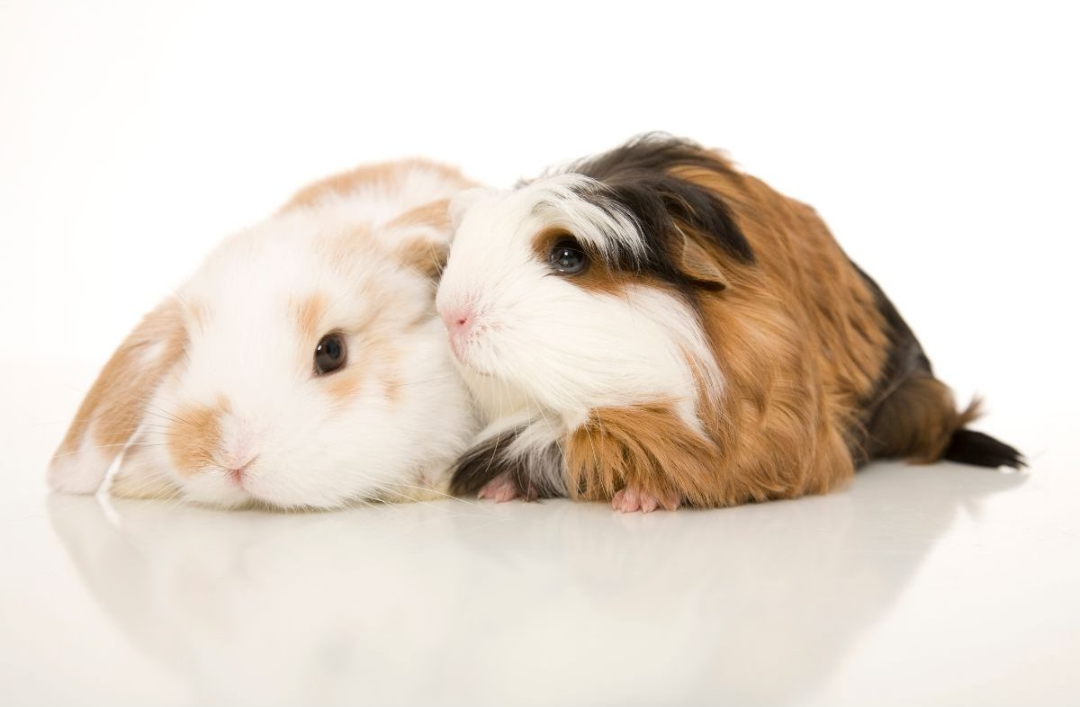 Guinea Pigs vs. Rabbits – Which Pet Is Best?
