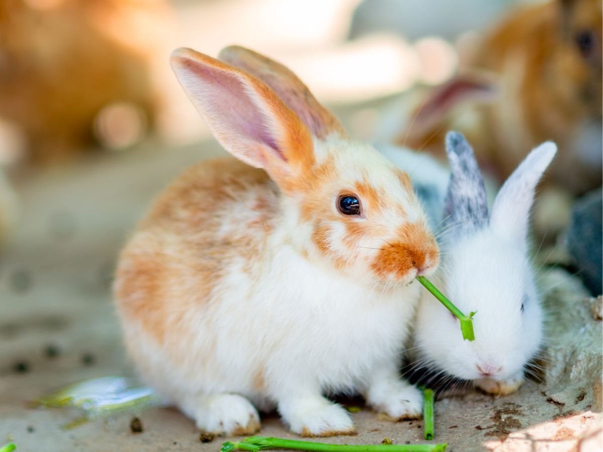 Best Vegetables And Fruits For Rabbits – Food List