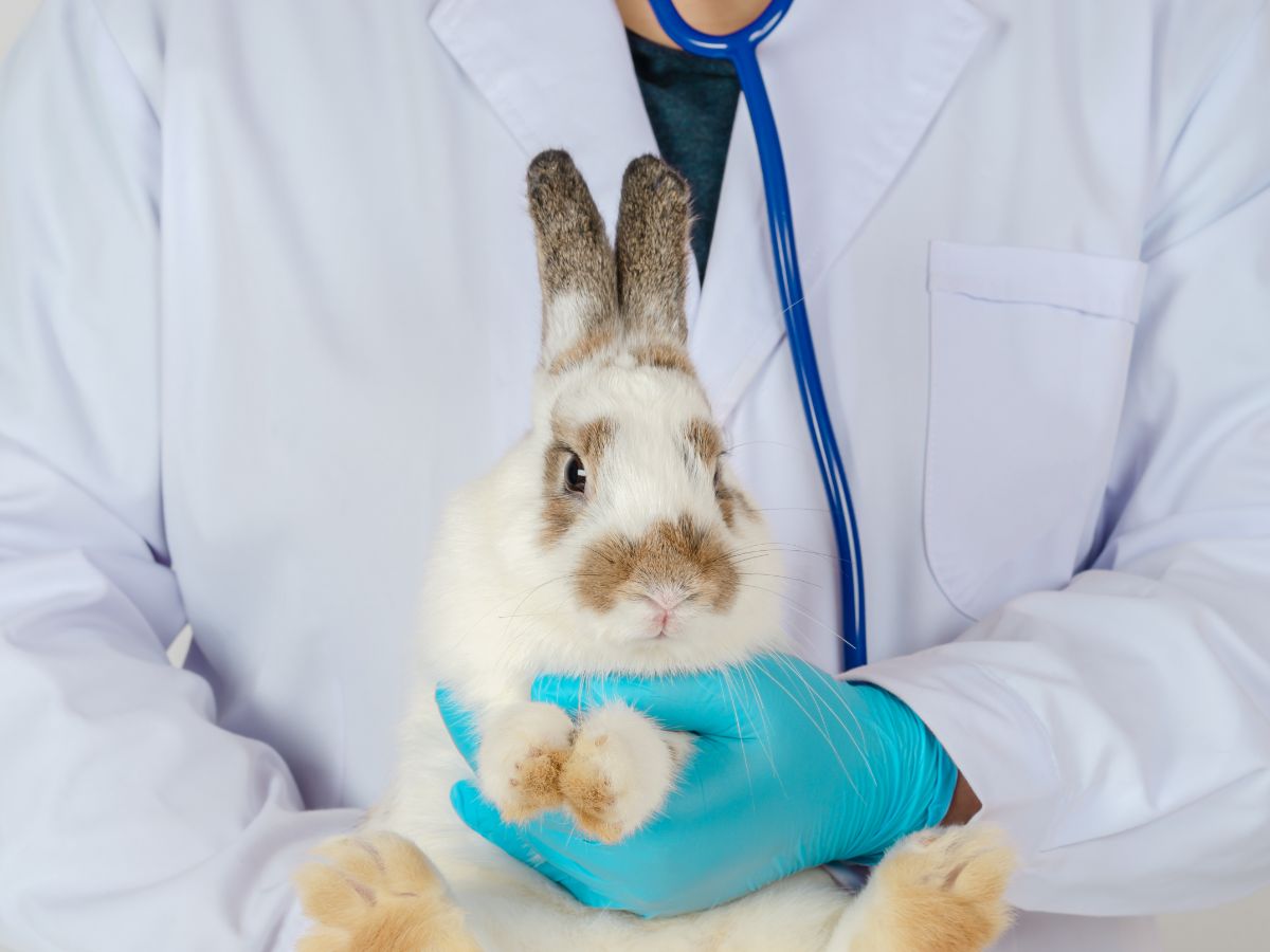 Can Rabbits Carry Contagious Diseases?