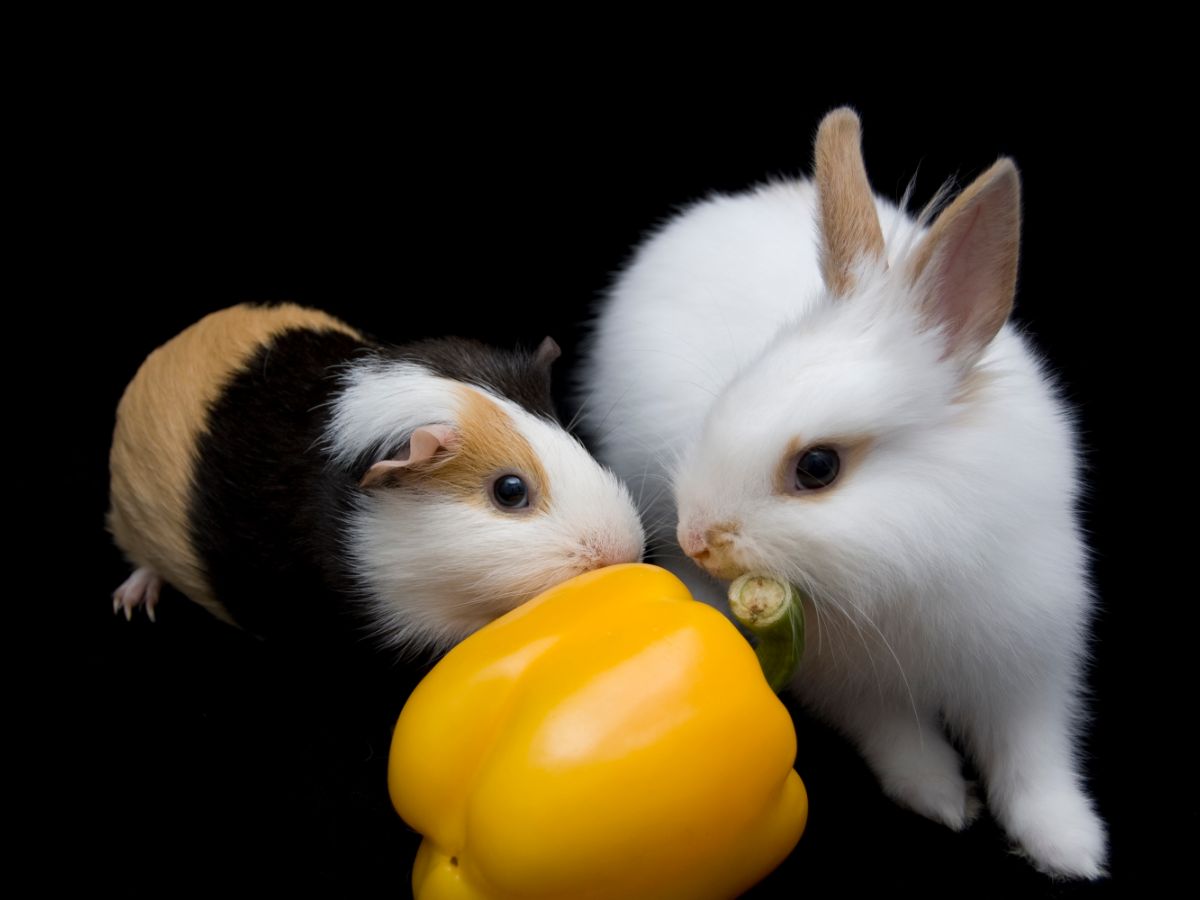 Can Rabbits Live With Guinea Pigs?