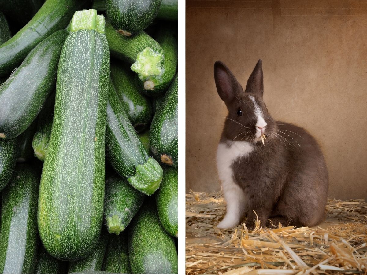 Do Rabbits Eat Zucchini? – All You Need To Know!