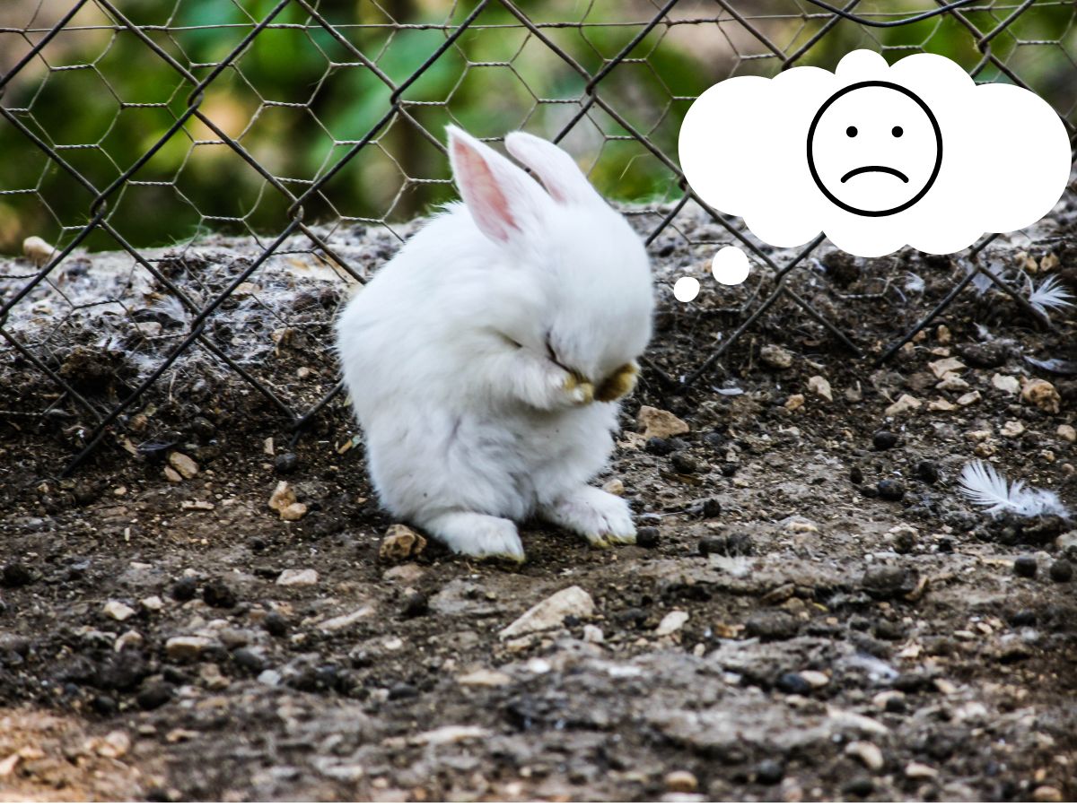Do Rabbits Grief?- How To Help Your Grieving Rabbit
