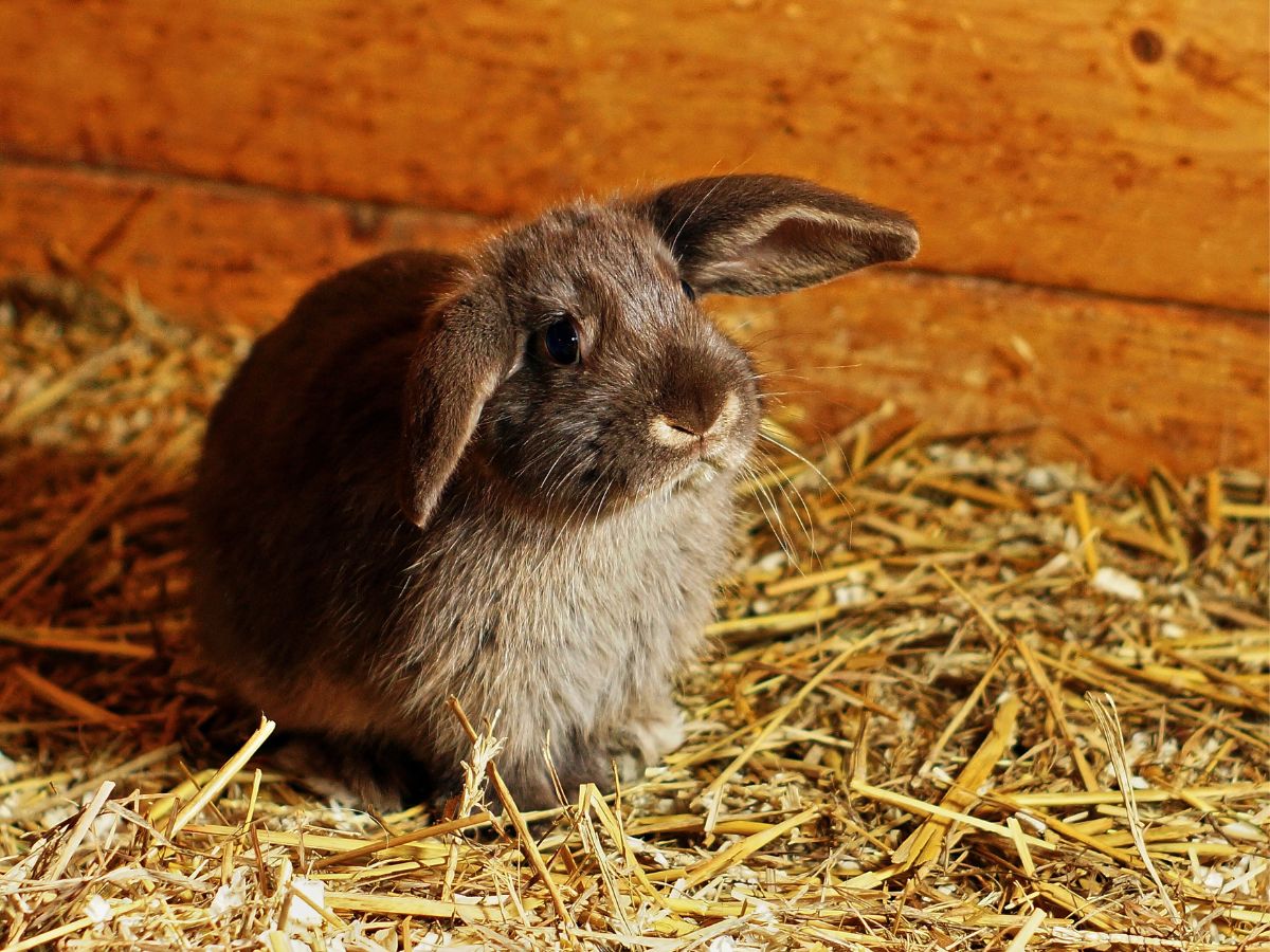 Do Rabbits Smell Bad? –And What To Do About It