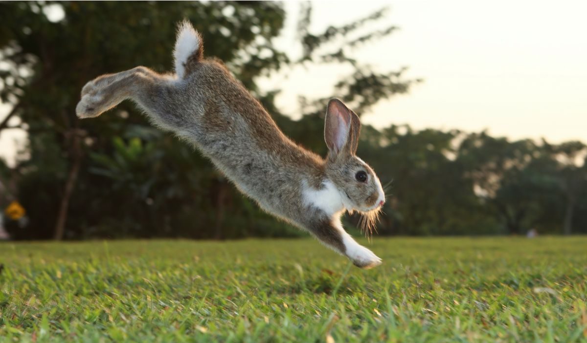 How Much Exercise Does A Rabbit Need? – Best Exercise Ideas
