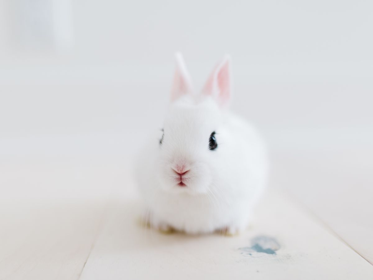 Should You Get A Rabbit? – All Pros And Cons