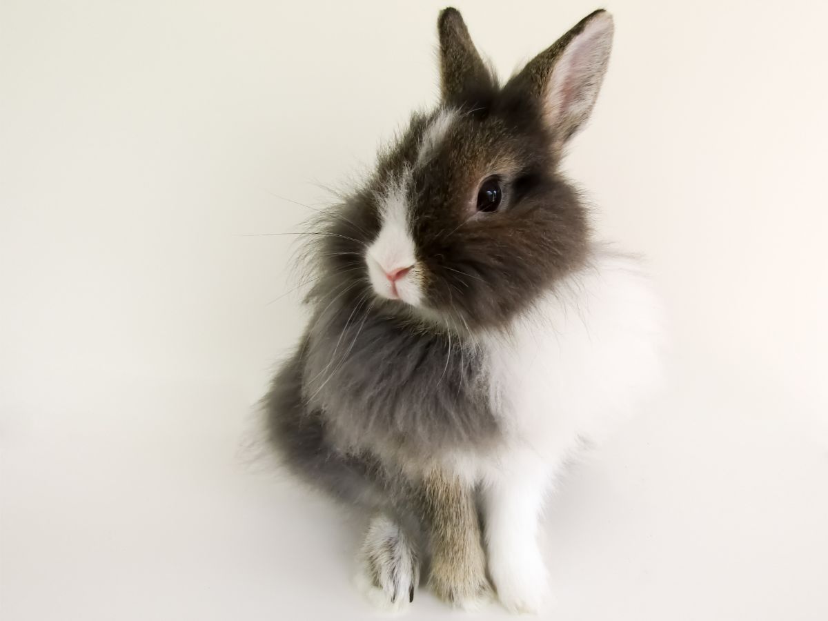 How To Care For Lionhead Rabbits? – All You Need To Know