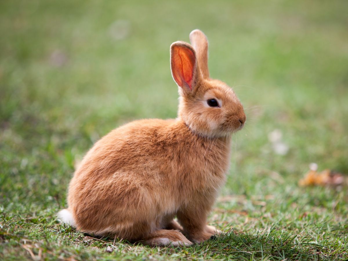 Why Do Rabbits Thump Their Feet? – 3 Reasons