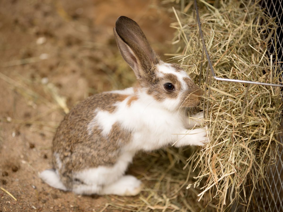 What Is The Best Hay For Rabbits? – 6 Different Types