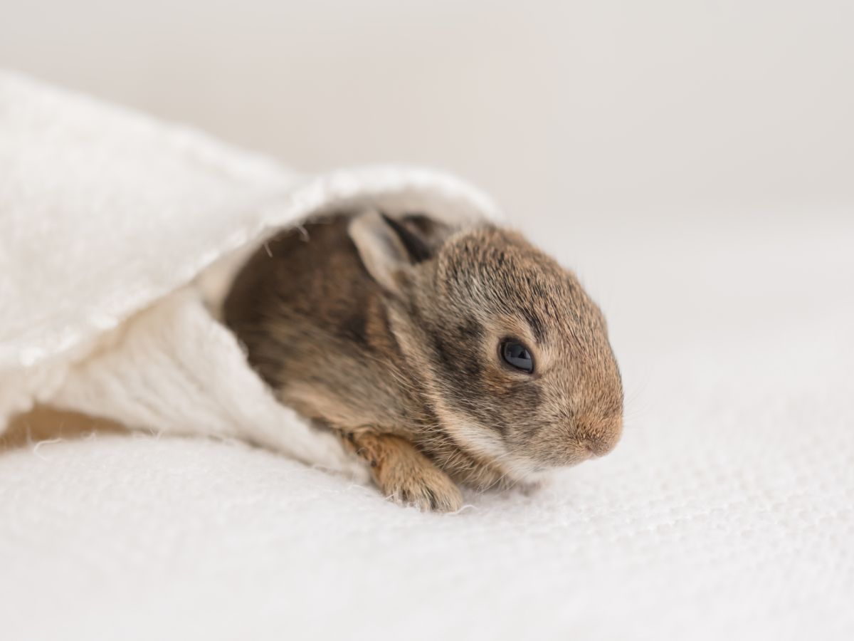 You Found An  Orphaned Baby Bunny? – This Is What To Do Next