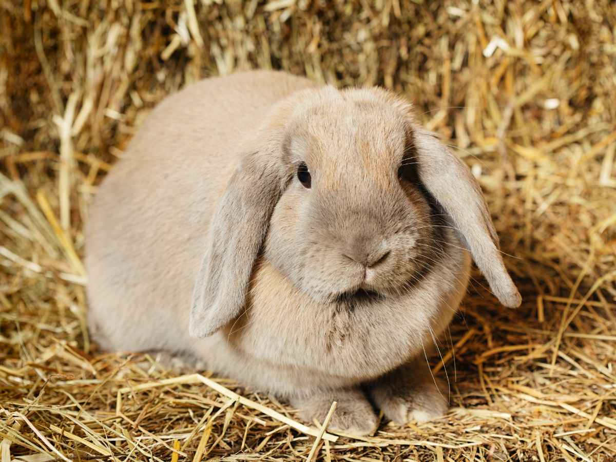 How to Care for Lop-Eared Rabbits? – Care Guide