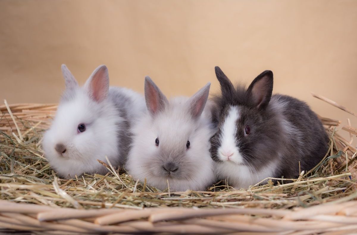 How To Care For Dwarf Rabbits? – All You Need To Know