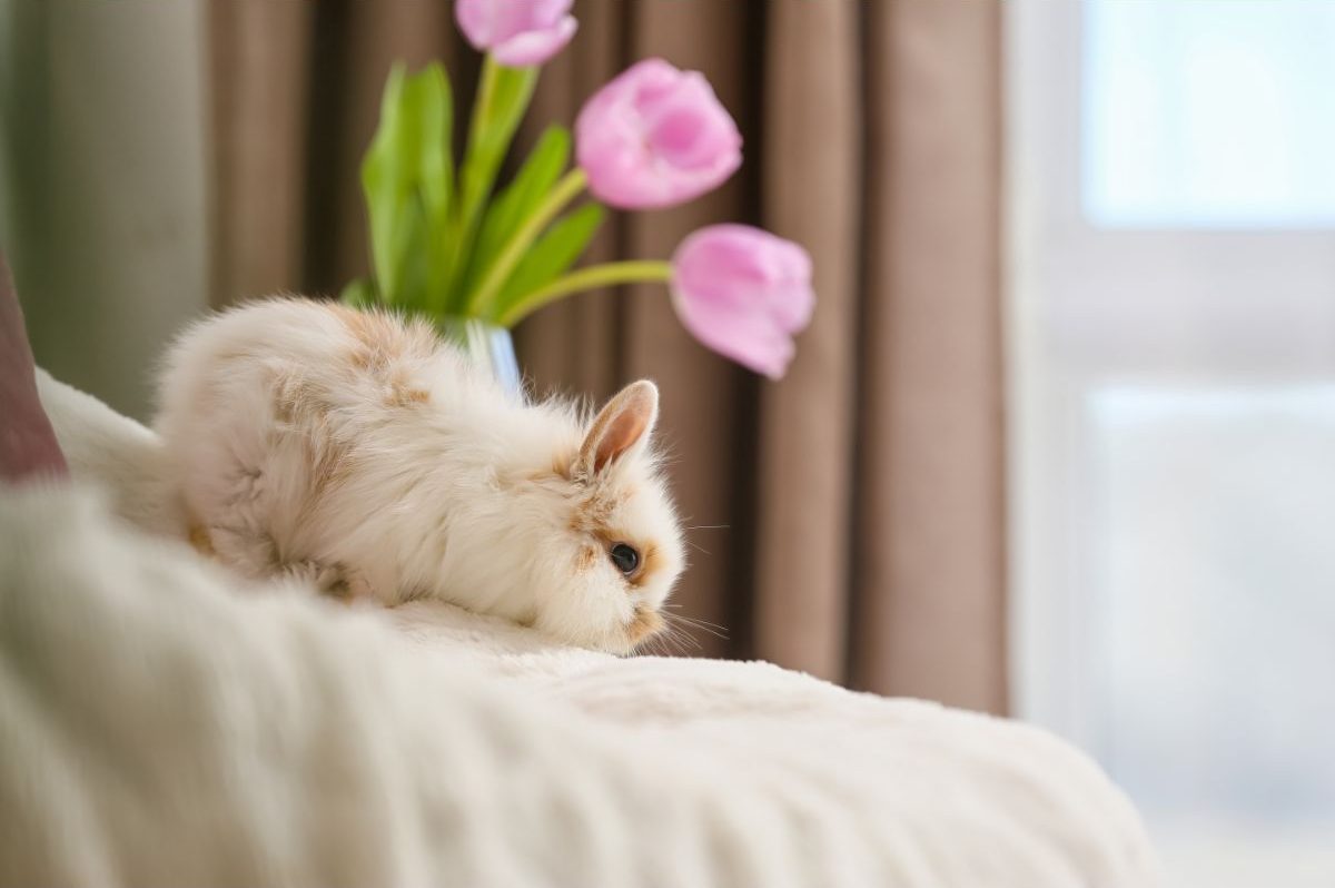 How To Keep Indoor Rabbits?