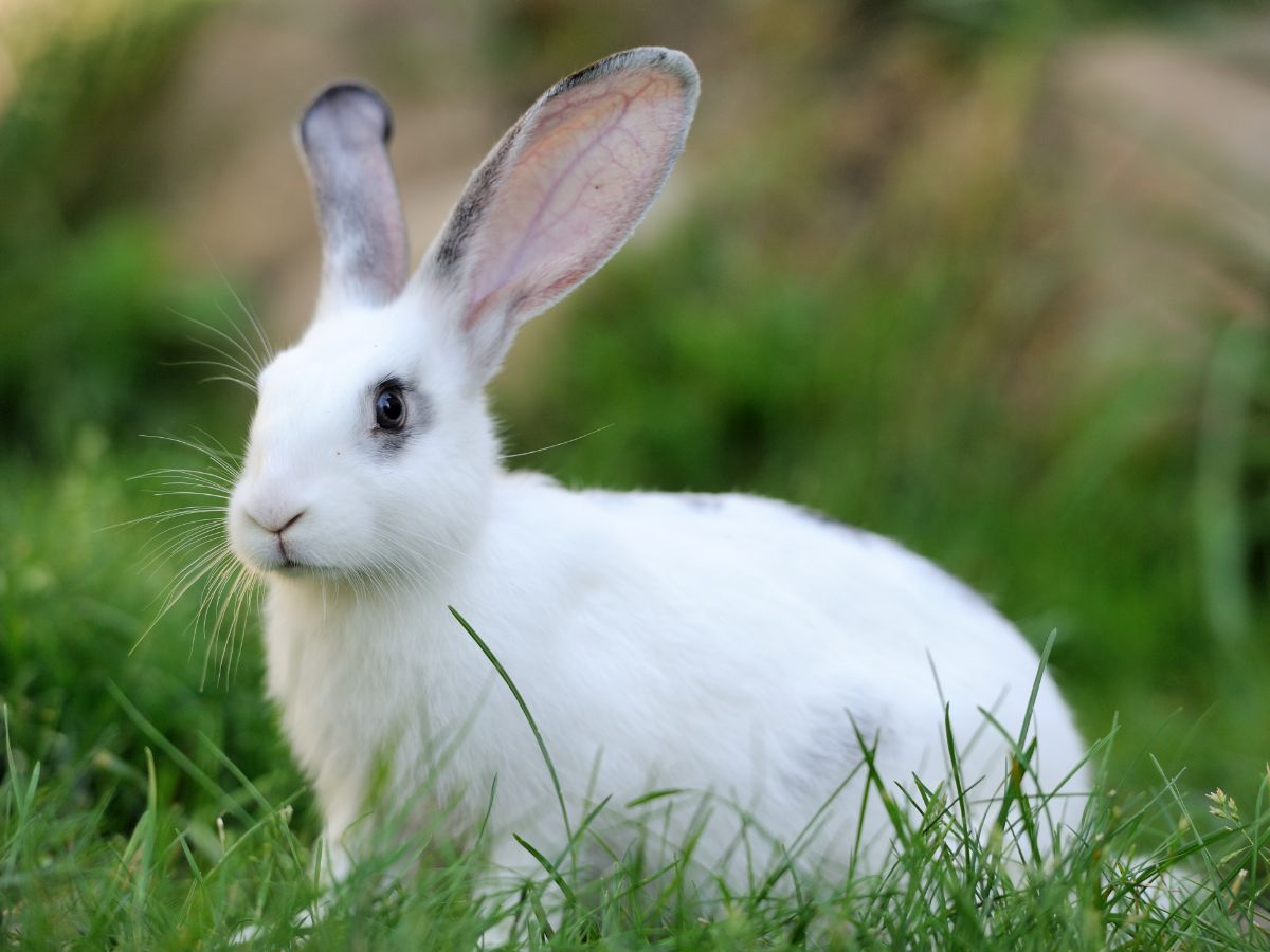 How To Keep Your Rabbit Healthy? – 5 Tips
