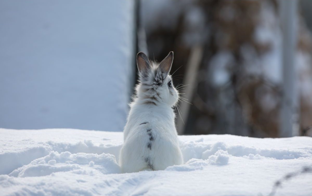 How To Protect Rabbits From Cold Weather – 10 Tips