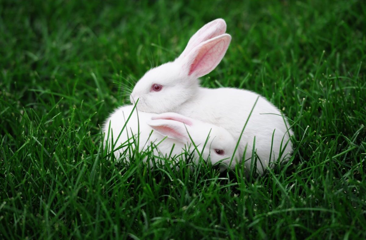 Where To Buy Your New Bunny? -Adopt Vs. Shop