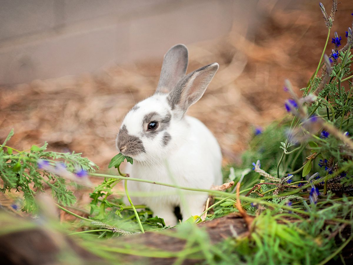 What Herbs Are Safe For Rabbits?
