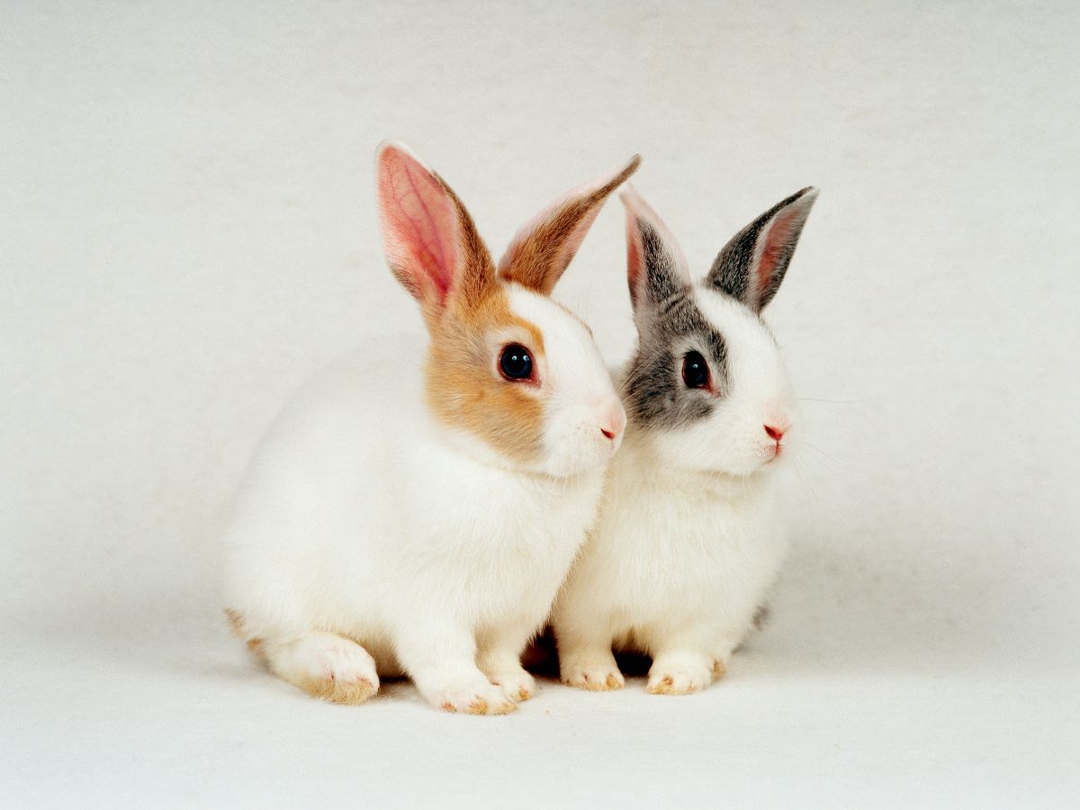 What Are The Best Rabbit Breeds For Beginners?