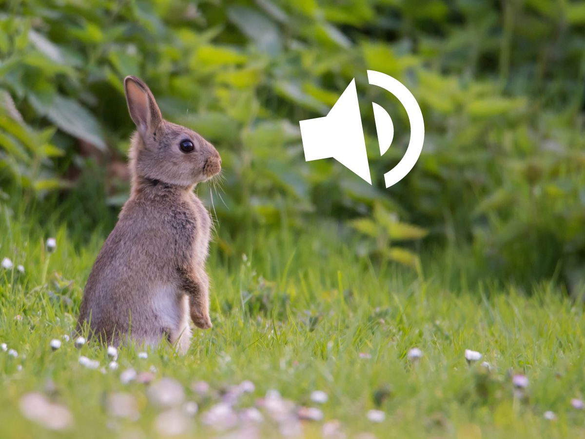 8 Most Common Sounds Rabbits Make And What They Mean