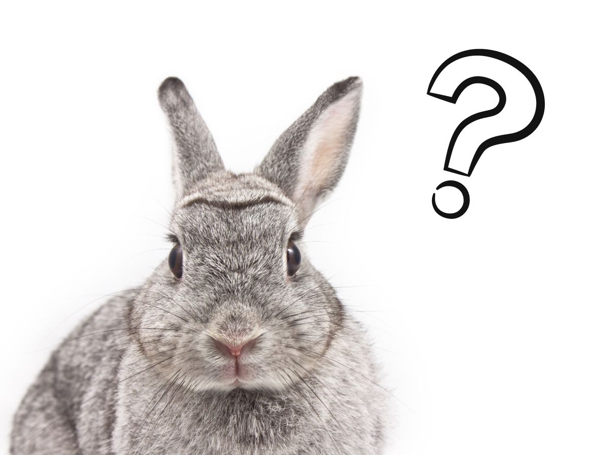 9 Important Questions To Ask Before Adopting A Rabbit