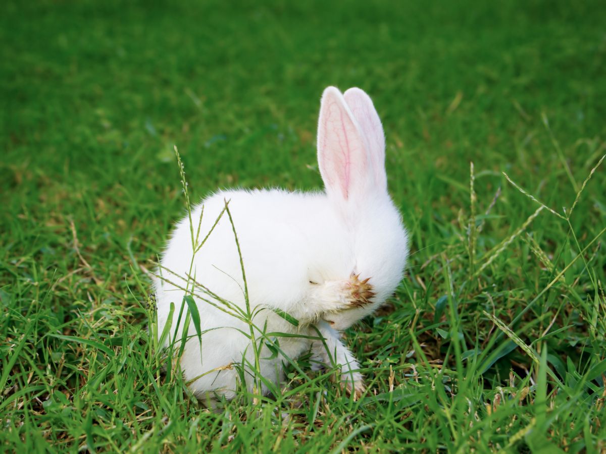 How To Treat A Rabbit With Fleas?