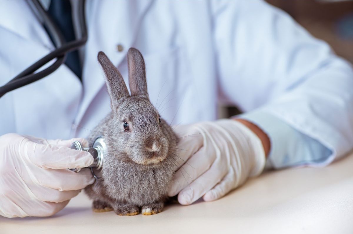 How To Recognize The Most Common Rabbit Diseases