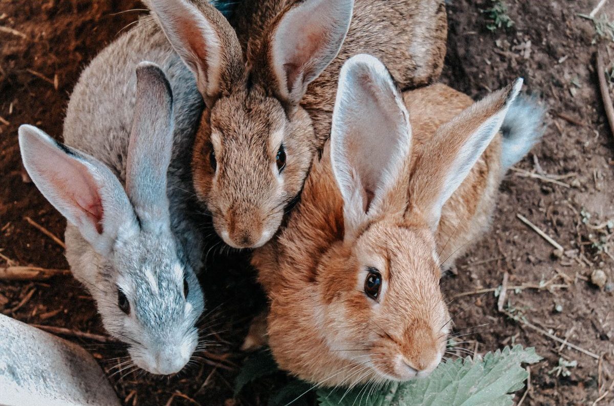 Keep Your Rabbit Safe From Common Predators – 7 Options