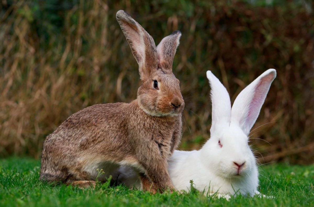 How To Introduce Bunnies To Each Other