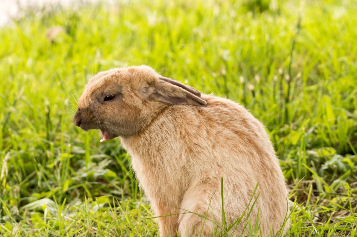Are Rabbit Bites Dangerous? – And Why Do Rabbits Bite?