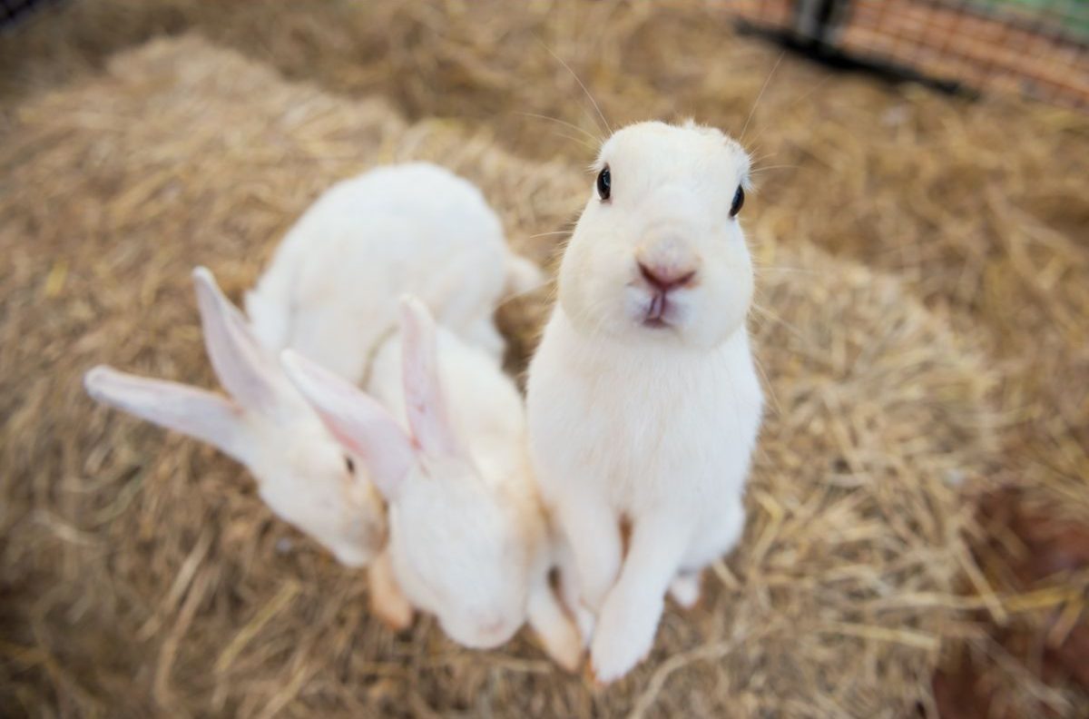 Do Rabbits Know Their Own Names? – And How To Train Them
