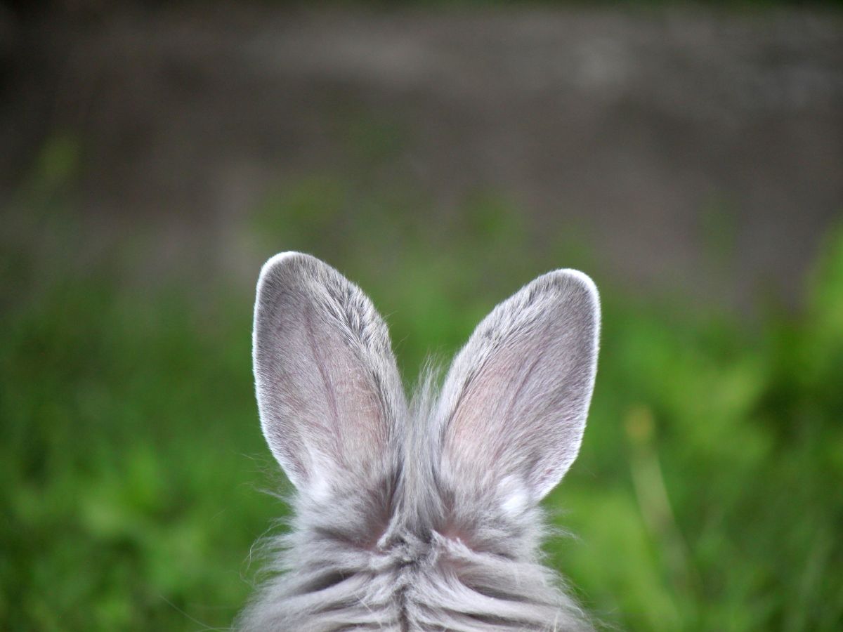 How well can rabbits hear? – All about rabbit ears