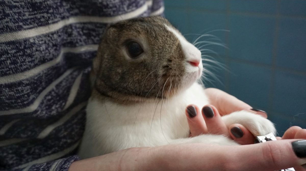 How To Clip Your Rabbit’s Nails? – Step-by-Step
