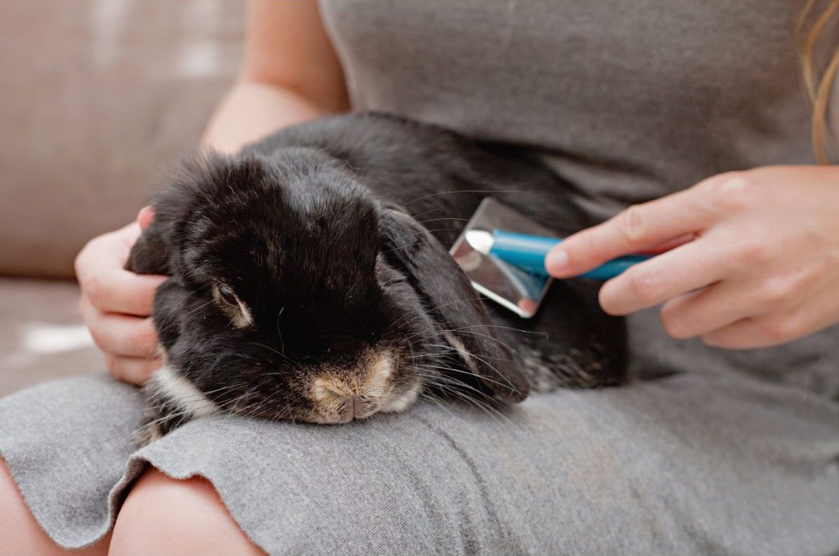 How To Groom A Bunny? – Rabbit Grooming Routine