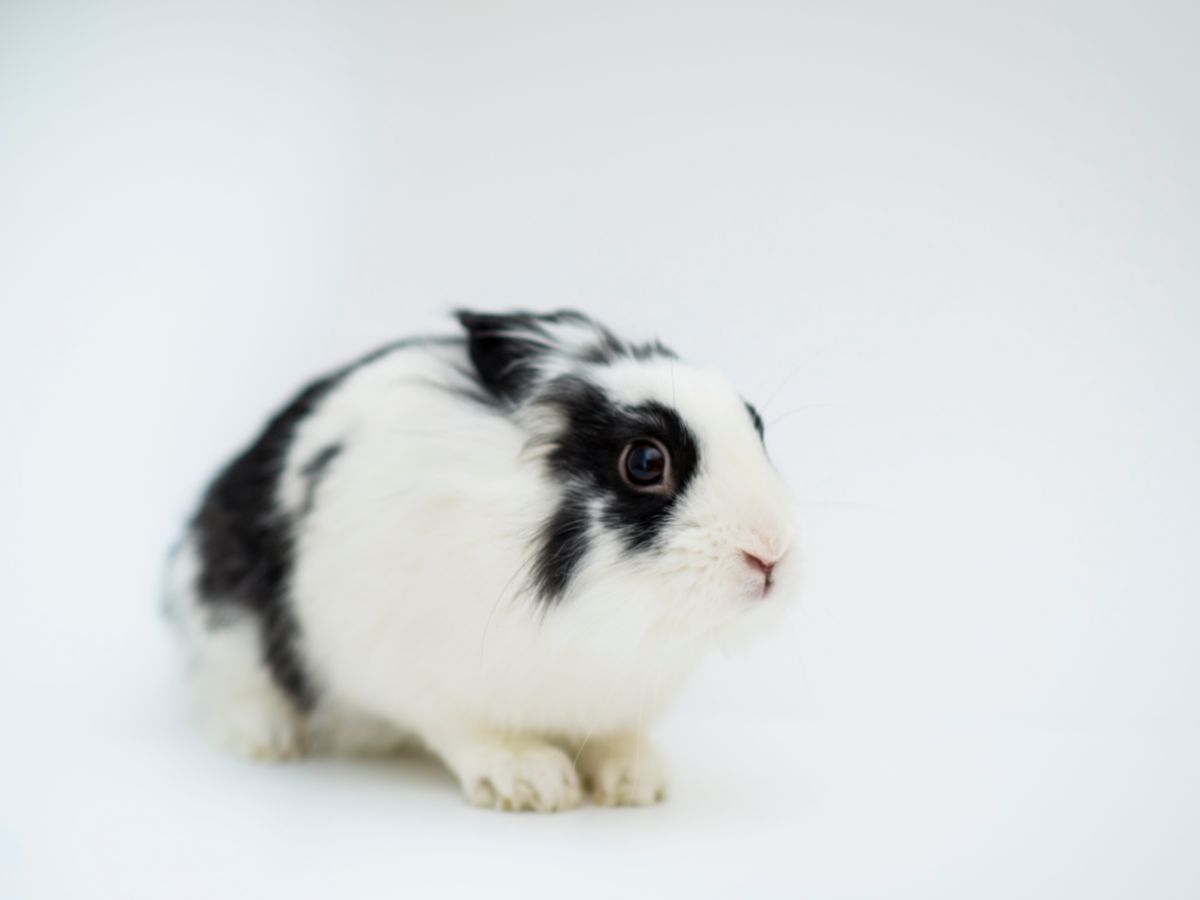 How To Know If Your Rabbit Is Scared? – And How To Calm Them